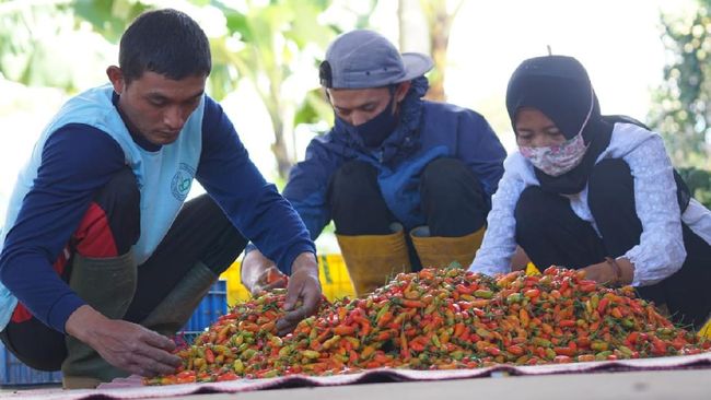 Mengerem Kenaikan Harga Cabai Mengerem Kenaikan Harga Cabai
