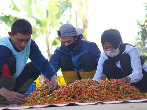 Mengerem Kenaikan Harga Cabai