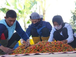 Harga Cabai Masih Tinggi, Kementan Tegaskan Tak Ada Impor