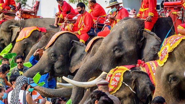 Foto: Hari Gajah Nasional di Negeri Gajah Putih