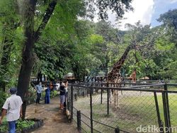 Pengunjung KBS Capai 14 Ribu Selama Long Weekend