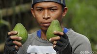 Melihat Panen Buah Alpukat di Masa Pandemi