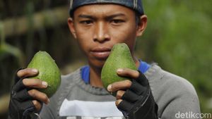 Melihat Panen Buah Alpukat di Masa Pandemi