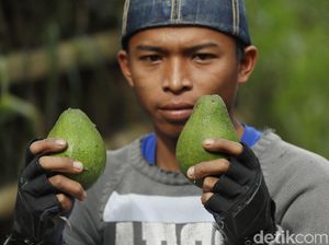 Melihat Panen Buah Alpukat di Masa Pandemi