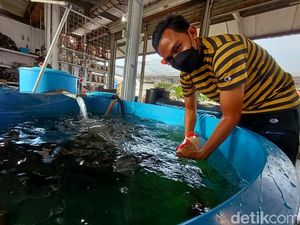 Berawal dari Hobi, Pria Asal Karawang Raup Cuan Lewat Bisnis Ikan Koi