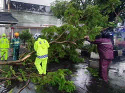Hujan Deras dan Angin Kencang Terjang Kota Malang, Sejumlah Pohon Tumbang
