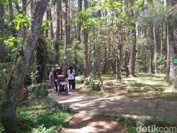 Kadarieu! Ada Festival Kopi Hutan dan Bala-bala di Tahura Djuanda