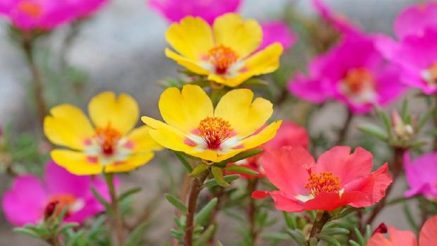 Ilustrasi tanaman hias krokot