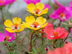 Catat! Ini Cara Rawat Tanaman Hias Saat Musim Hujan