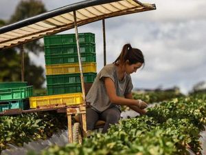 Pelajar dan Mahasiswa Diminta Bekerja Memetik Stroberi di Australia