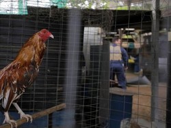 Polisi Australia Sita Ratusan Ayam Jago yang Digunakan dalam Judi Adu Ayam