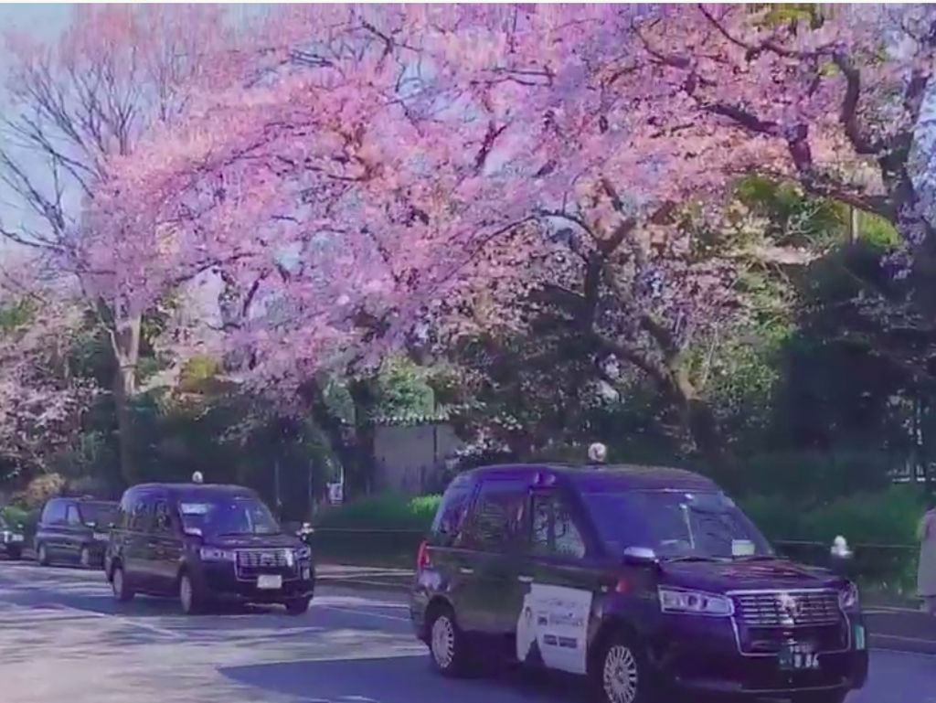 Sakura di Jepang: Piknik Dilarang, tapi Ada Taksi Khususnya Nih Sakura di Jepang: Piknik Dilarang, tapi Ada Taksi Khususnya Nih