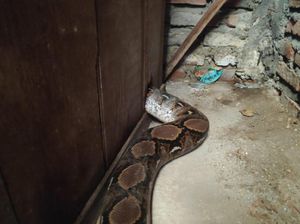 Ular Sanca Sepanjang 4 Meter Masuk Lemari Warga Surabaya