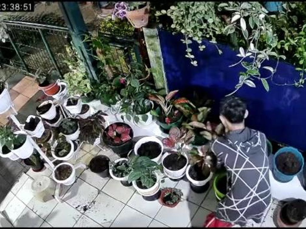 Aksi Pencurian 47 Tanaman Hias di Cianjur Terekam CCTV Aksi Pencurian 47 Tanaman Hias di Cianjur Terekam CCTV