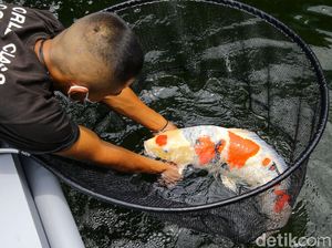 RI Jadi Jagoan Ekspor Ikan Koi hingga Cupang ke Jepang-AS RI Jadi Jagoan Ekspor Ikan Koi hingga Cupang ke Jepang-AS