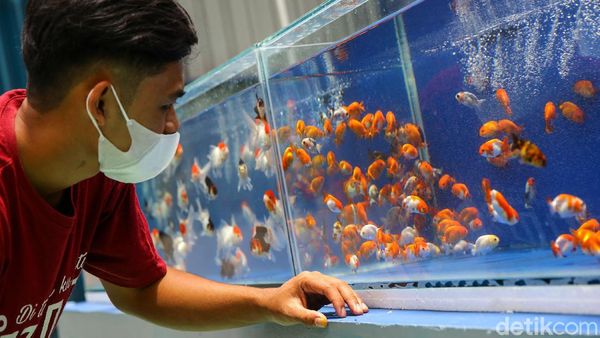 Asyiknya Berburu Ikan Koi dan Maskoki di Kala Pandemi
