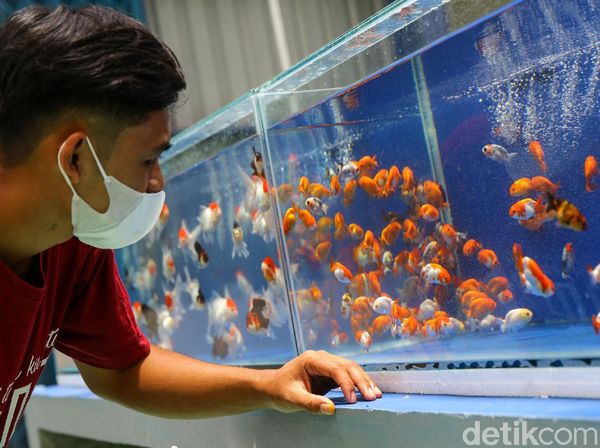 Asyiknya Berburu Ikan Koi dan Maskoki di Kala Pandemi