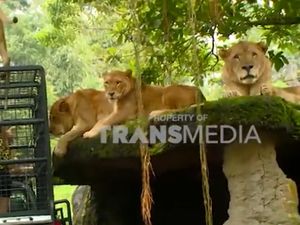 Celebrity on Vacation: Suapin Kawanan Singa Langsung, Berani? Celebrity on Vacation: Suapin Kawanan Singa Langsung, Berani?