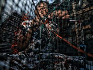 Rajungan Jadi Primadona, Perajin Jaring Bubu di Demak Kecipratan Untung