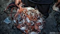 Melihat Lebih Dekat Desa Penghasil Rajungan di Demak