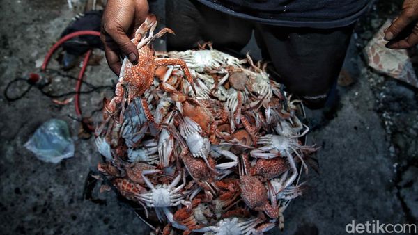 Melihat Lebih Dekat Desa Penghasil Rajungan di Demak