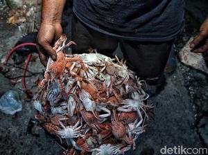 Melihat Lebih Dekat Desa Penghasil Rajungan di Demak