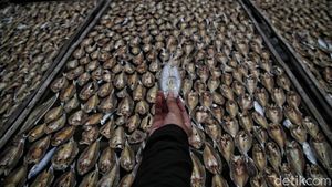 Melihat Sentra Pembuatan Ikan Asin di Demak