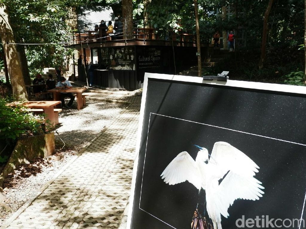 Menengok Keindahan Burung Blekok dalam Foto di Tahura Bandung Menengok Keindahan Burung Blekok dalam Foto di Tahura Bandung