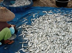 Panen Ikan Layang di Pangandaran, Nelayan Jaring Ered Sumringah