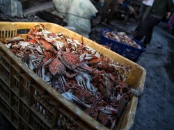 Rajungan Jadi Komoditi Unggulan Demak, Produksi hingga 356 Ton/Tahun