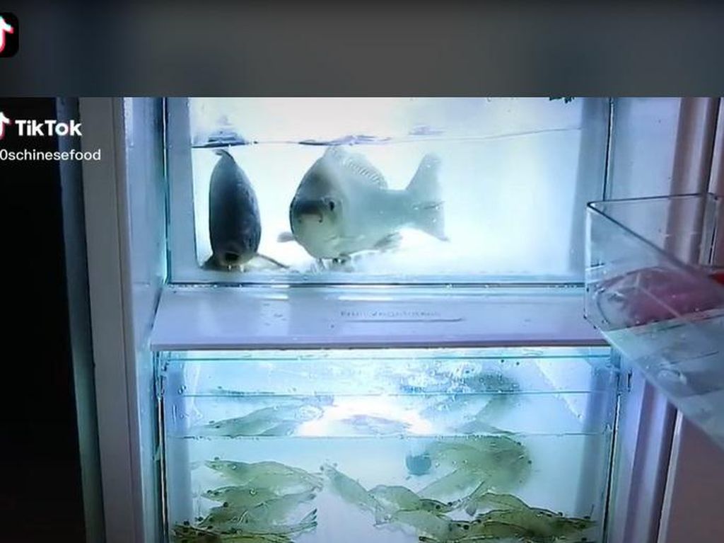 Seperti di Akuarium, Netizen Ini Simpan Ikan dan Udang Hidup dalam Kulkas
