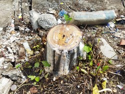 5 Pohon di Jalan Andalas Makassar Ditebang Tanpa Izin