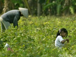Petani Pangandaran Diminta Melirik Komoditas Sayuran
