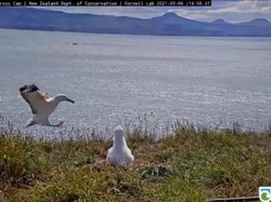 Usianya 74 Tahun, Burung Liar Tertua di Dunia Lagi Kasmaran