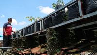 Harga Cabai Naik Ora Urus! Wong Ada Kebun Sendiri di Atap Rumah