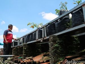 Harga Cabai Naik Ora Urus! Wong Ada Kebun Sendiri di Atap Rumah