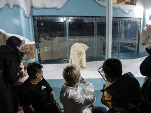 Kandangkan Beruang Kutub Demi View Tamu, Hotel Ini Dikecam