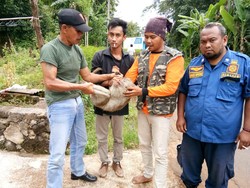 Dilaporkan Sering Kejar Perempuan, Seekor Monyet Ditangkap di Karanganyar