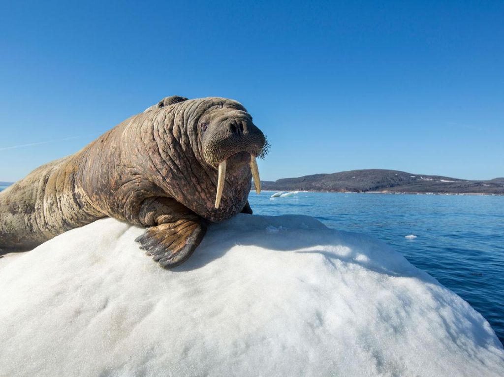 Ketiduran di Atas Bongkahan Es, Walrus Ini Nyasar ke Irlandia Ketiduran di Atas Bongkahan Es, Walrus Ini Nyasar ke Irlandia