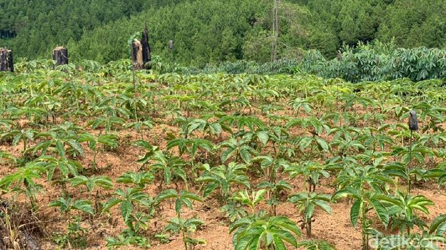 Lahan Porang di Ponorogo