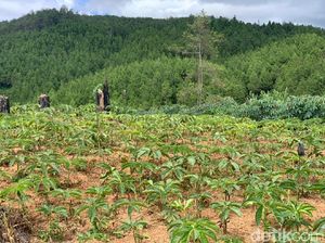 China Sebenarnya Doyan Banget Porang RI, tapi...