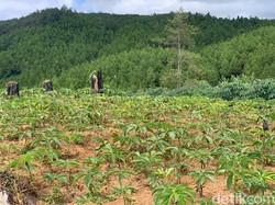Dinas Pertanian Ponorogo Sarankan Petani Jual Bibit Porang