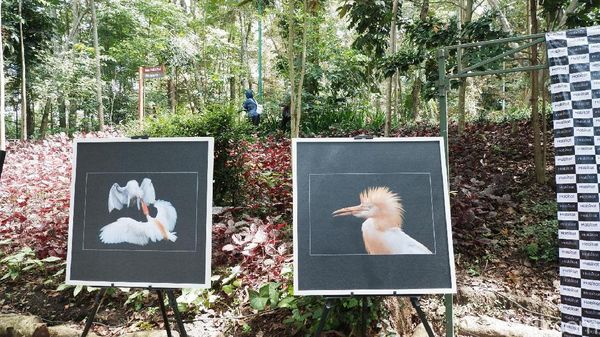 Foto: Indahnya Burung Blekok dalam Pameran Fotografi