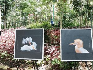 Foto: Indahnya Burung Blekok dalam Pameran Fotografi