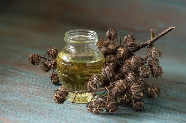 Minyak jarak merupakan nama yang lebih populer di kenal untuk castor oil. Bahan yang satu ini memang cukup terkenal bekerja dengan baik untuk menumbuhkan bulu mata.