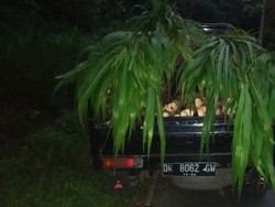 Pembalak Liar di Hutan Bali Ditangkap, Modus Tutupi Kayu Curian dengan Rumput