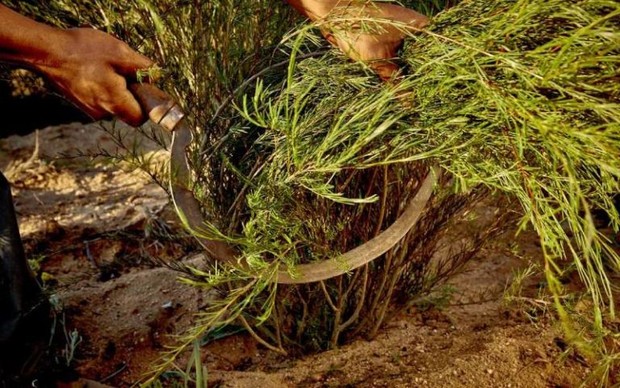 Rooibos Tea/sumber: klipopmekaar.co.za/rooibostea rooibos tea