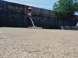 Harga Gabah Anjlok, Petani Tolak Impor Beras