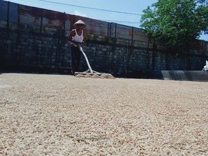 Harga Gabah di Klaten Meroket, Begini Kata Pemkab Harga Gabah di Klaten Meroket, Begini Kata Pemkab