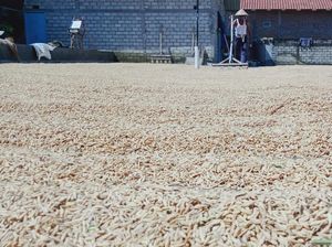 Jaga Harga Gabah, Kementan Koordinasi dengan Bulog & BUMN Pangan